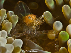 Damned small little shrimp... by Dave Benz 